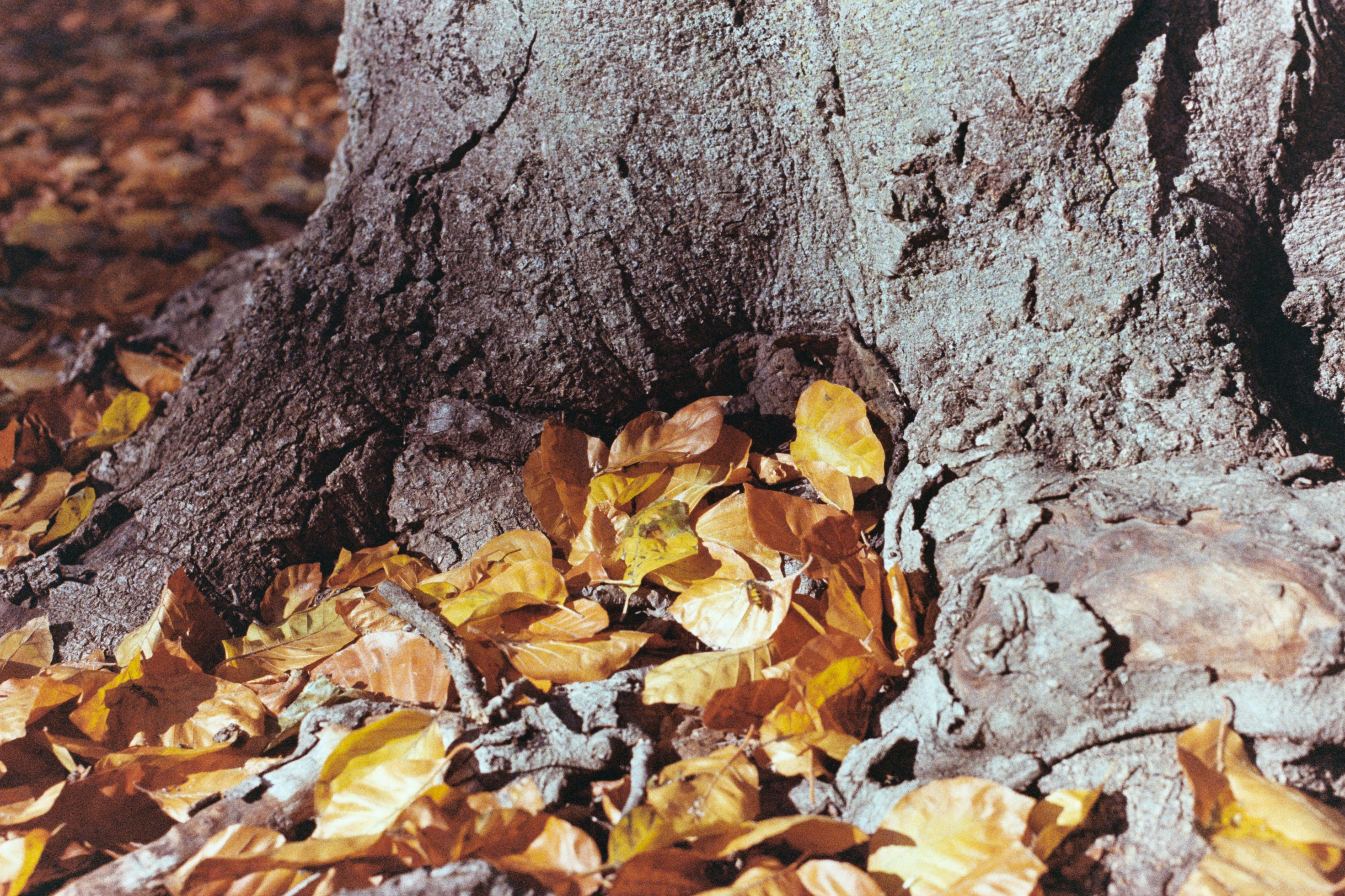 Autumn leaves against tree